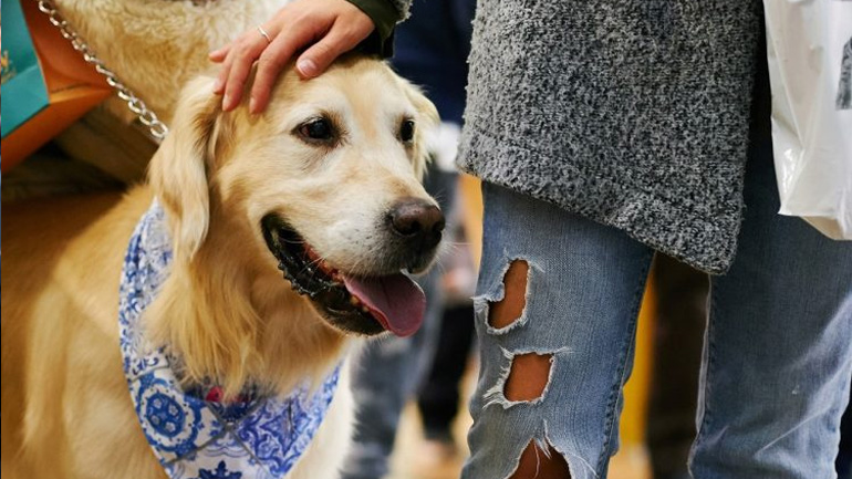 Το τριήμερο 11-13 Οκτωβρίου θα πραγματοποιηθεί η έκθεση Discover Dogs