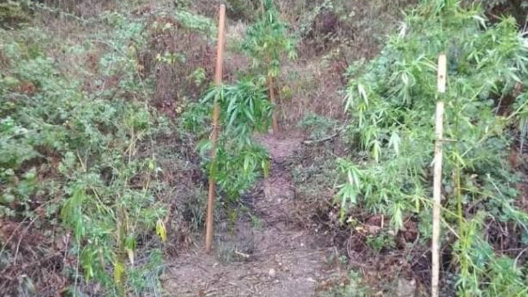 Εύβοια: Άνδρας καλλιεργούσε κάνναβη σε… κοτέτσι