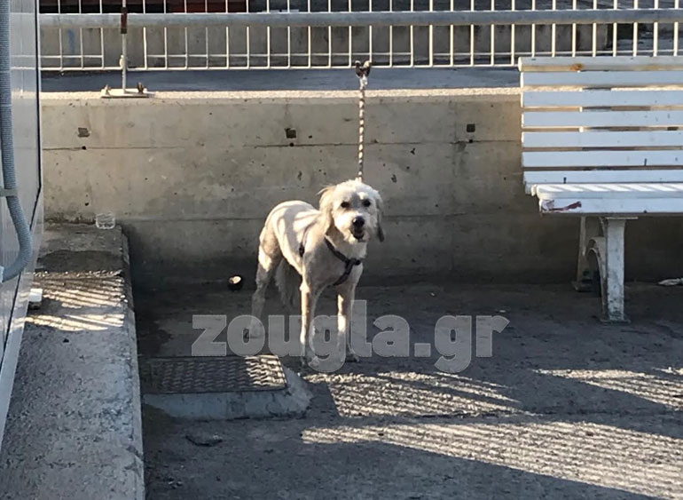 O σκύλος που κατάφερε να επιζήσει 