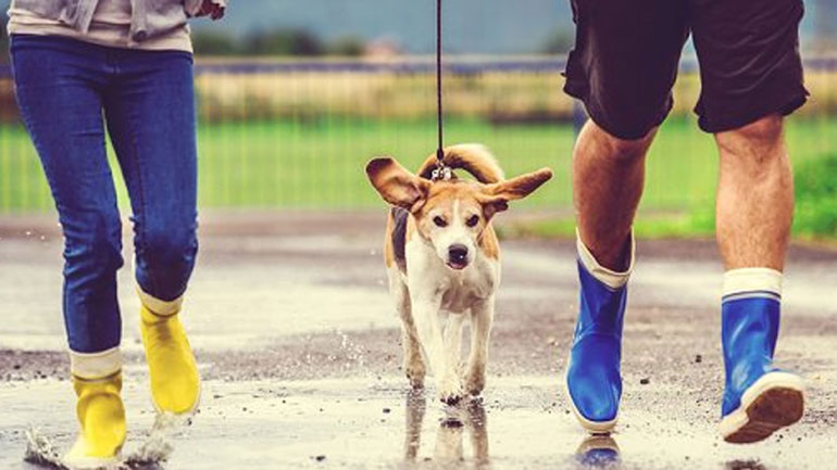 Πώς να απασχολήσετε τον σκύλο σας όταν βρέχει;