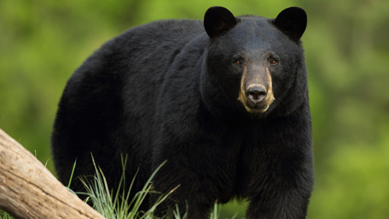 Μαύρη αρκούδα κυνηγά 3 ποδηλάτες