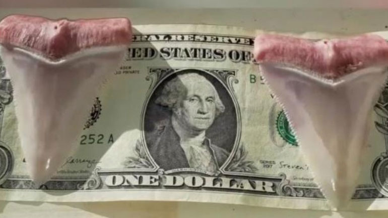 ΗΠΑ: Λευκός καρχαρίας επιτέθηκε σε καγιάκ και… άφησε πίσω δύο δόντια