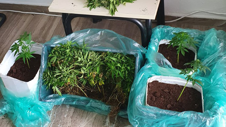 Εκατοντάδες δενδρύλλια κάνναβης εντοπίστηκαν σε θερμοκήπια στην Κρήτη