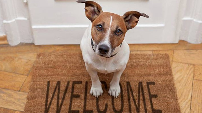 Οι πρώτες μέρες του κουταβιού στο σπίτι