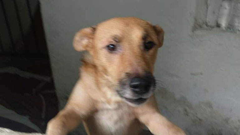 Αίτημα των φιλόζωων για υιοθεσία σκυλιών που βρέθηκαν στο «σπίτι της φρίκης» στο Ίλιον