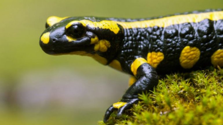 Ικανότητες σαλαμάνδρας έχει ο χόνδρος των ανθρώπινων αρθρώσεων