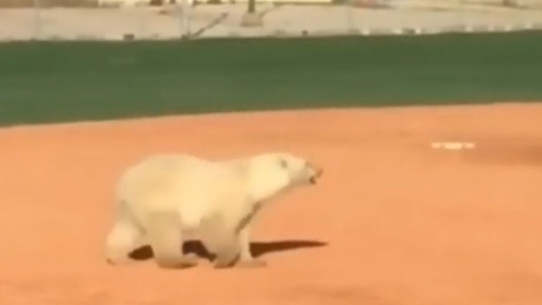Πολική αρκούδα «έκοβε» βόλτες σε γήπεδο του μπέιζμπολ στον Καναδά