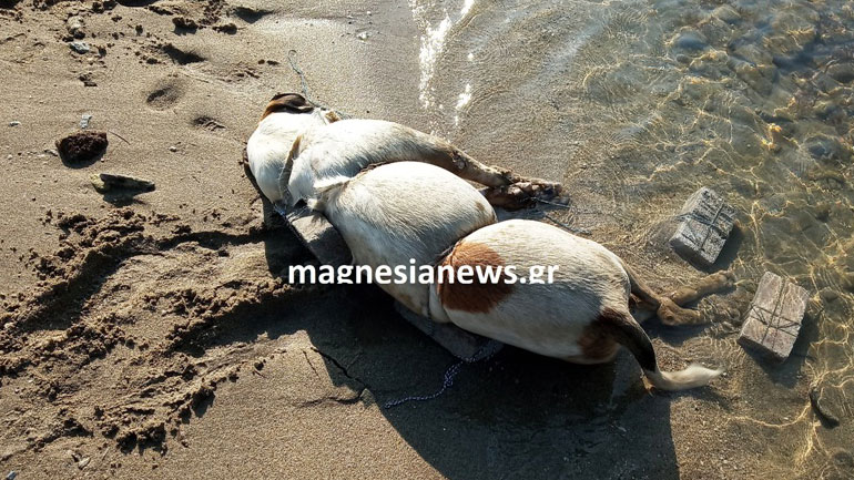 Βόλος: Άγνωστος έριξε δεμένο με πέτρες σκύλο στη θάλασσα