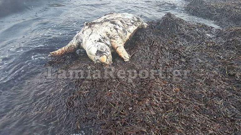 Νεκρή χελώνα Καρέτα-Καρέτα σε παραλία της Φθιώτιδας