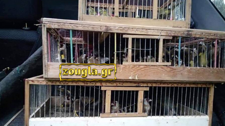 Συνεχίζεται το παράνομο εμπόριο άγριων πτηνών στη λεωφόρο Σχιστού – Κατασχέσεις από το δασαρχείο