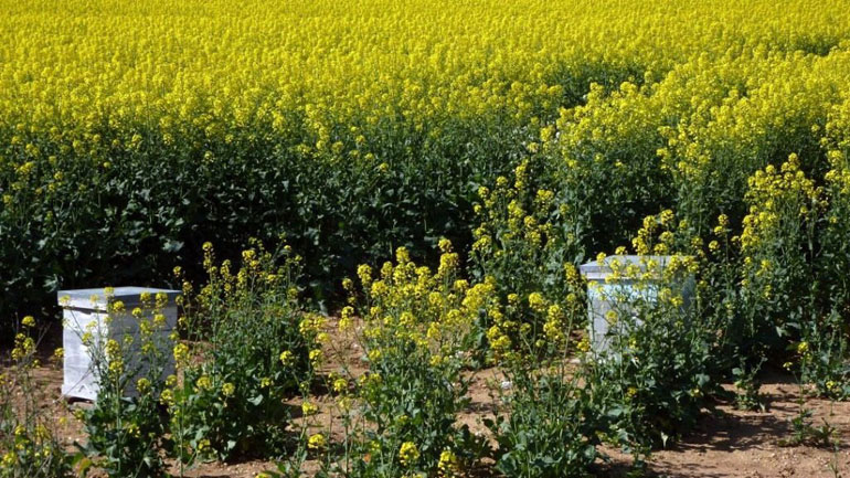 Κερδίζει έδαφος η ελαιοκράµβη
