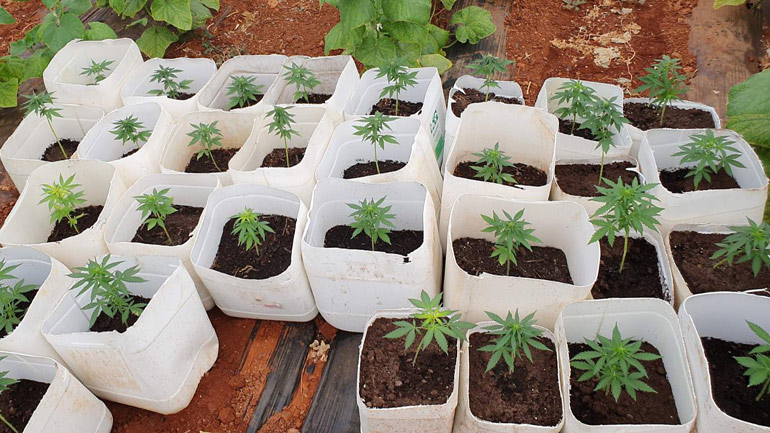 Ηράκλειο: Στον ανακριτή ο 42χρονος με τη φυτεία «μαμούθ»