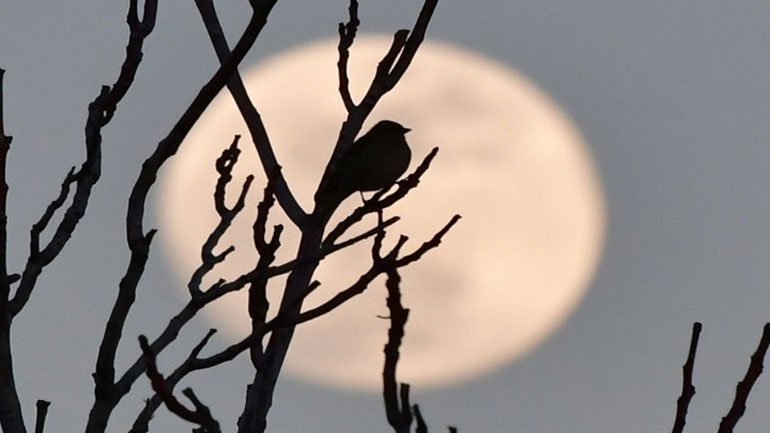 Σεληνιαζόμαστε με την πανσέληνο; Απαντήσεις σε δοξασίες για το φεγγάρι σε σεμινάριο του Ομίλου Φίλων Αστρονομίας