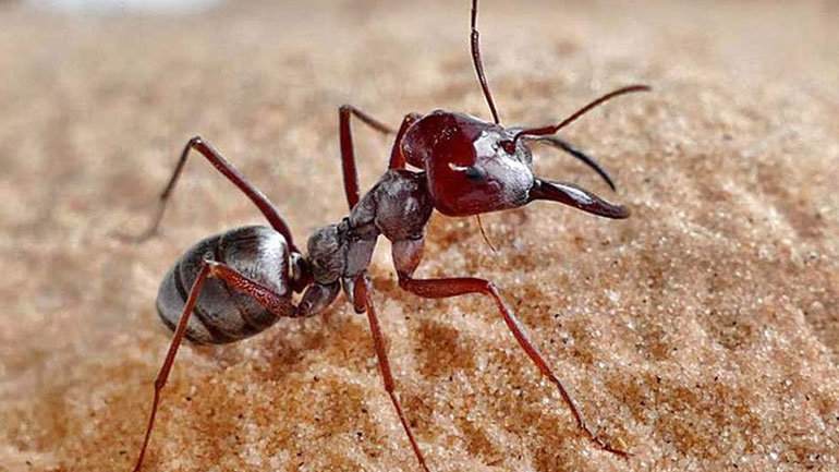 Το πιο γρήγορο μυρμήγκι στον κόσμο «πιάνει» σχεδόν το ένα μέτρο το δευτερόλεπτο