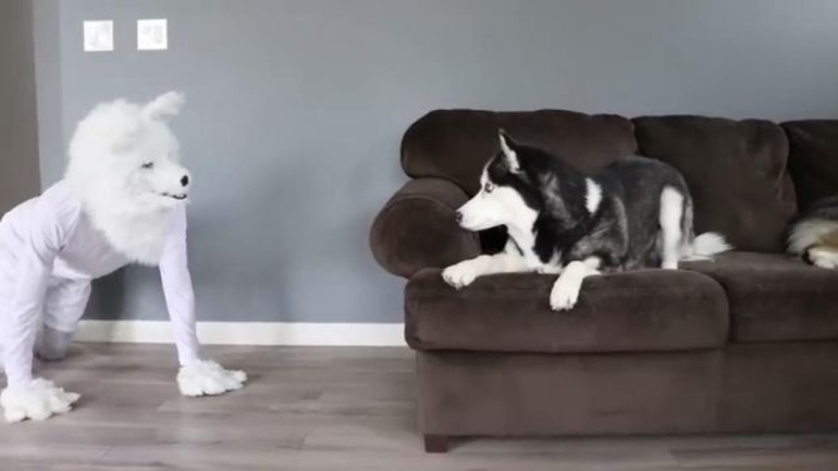 Ήθελε να τρομάξει τους σκύλους του με μια στολή λύκου