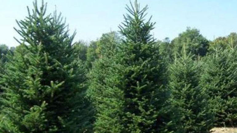 Στον Ταξιάρχη Χαλκιδικής θα φωταγωγηθεί το πρώτο Χριστουγεννιάτικο δέντρο για εφέτος