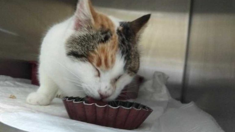 Υιοθετήθηκε η γατούλα που κακοποιήθηκε στη Φολέγανδρο