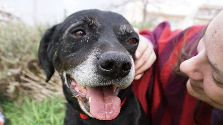 Υιοθετήστε τον «παππού» Ερμή ώστε να ζήσει τα υπόλοιπα χρόνια του όπως του αξίζει