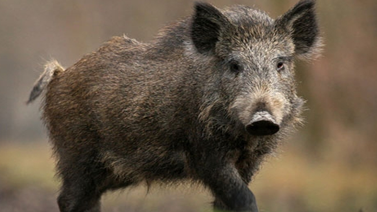 Το Δασαρχείο Σουφλίου βγάζει συνεργείο δίωξης αγριόχοιρων