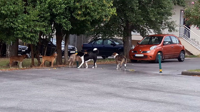 Επιθέσεις από αδέσποτους σκύλους στο νοσοκομείο Κιλκίς