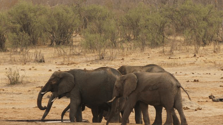 Ζιμπάμπουε: Περισσότεροι από 50 ελέφαντες θύματα της ξηρασίας σε διάστημα ενός μήνα