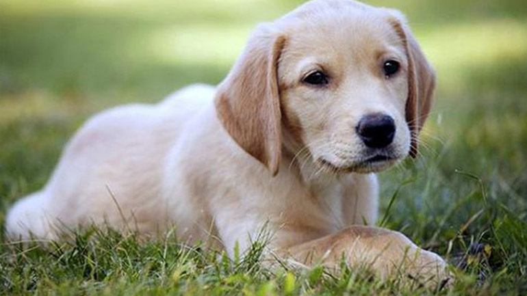 Τα καρότα είναι η τέλεια λιχουδιά για τους σκύλους σας