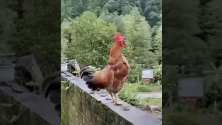 Ο κόκορας χάλασε