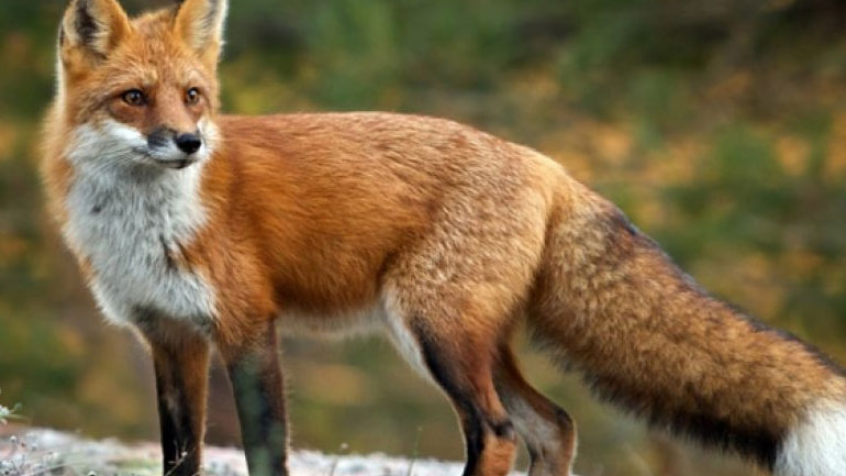 Κοζάνη: Αλεπού κάνει βόλτες σε κατοικημένη περιοχή