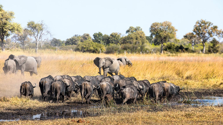 Μποτσουάνα: Θύματα της ξηρασίας 100 ελέφαντες