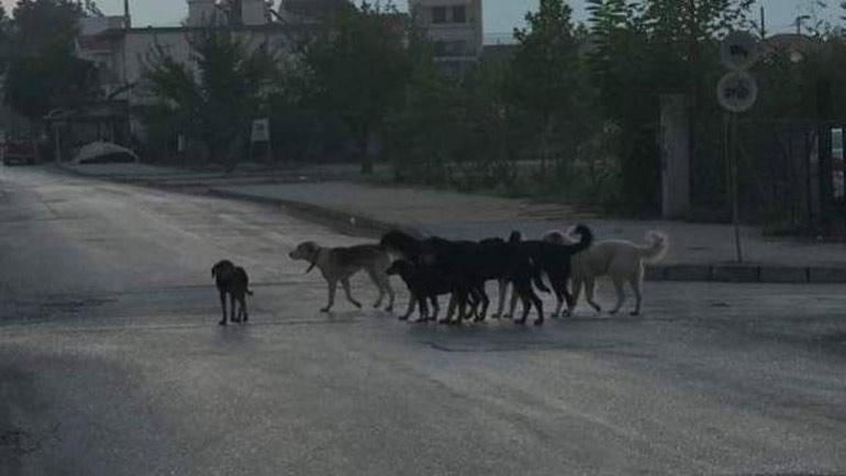 Άγνωστος παράτησε 20 αδέσποτα σκυλιά στην Ελάτεια