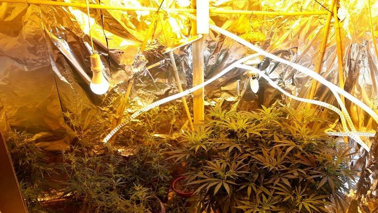 Καβάλα: 69χρονος καλλιεργούσε κάνναβη στην αυλή του