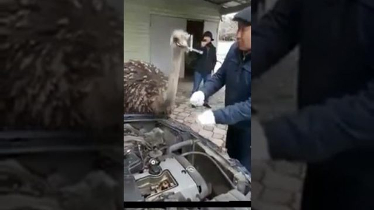 Η στρουθοκάμηλος μηχανικός