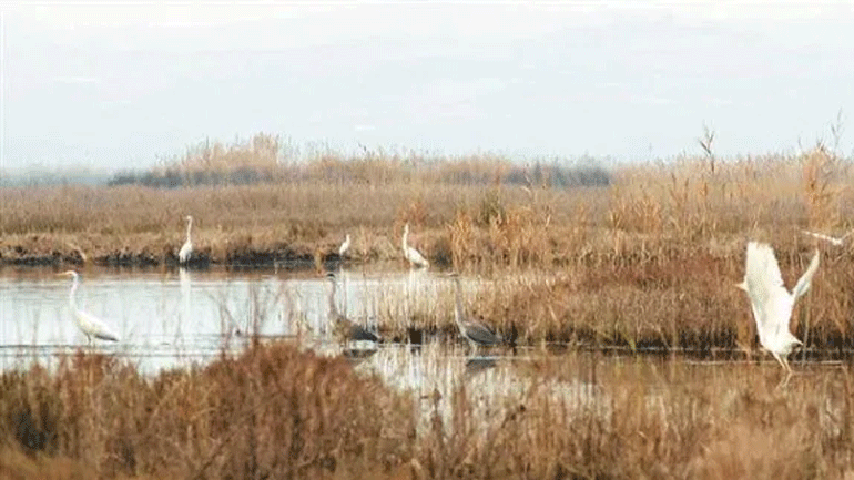 Σύσκεψη για τον Αμβρακικό και την προστασία της άγριας πανίδας στην περιοχή