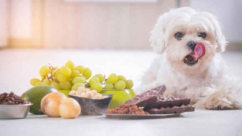 Βλαβερές τροφές για τους τετράποδους φίλους μας