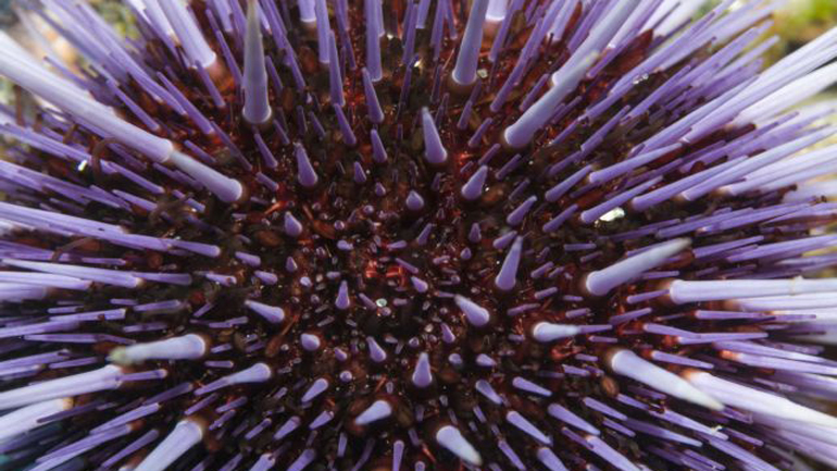 Εκατομμύρια μωβ αχινοί προκαλούν οικολογική καταστροφή