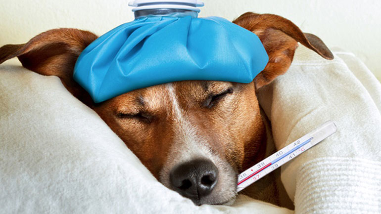 Γρίπη στους σκύλους: Πώς θα φροντίσετε τους τετράποδους φίλους σας