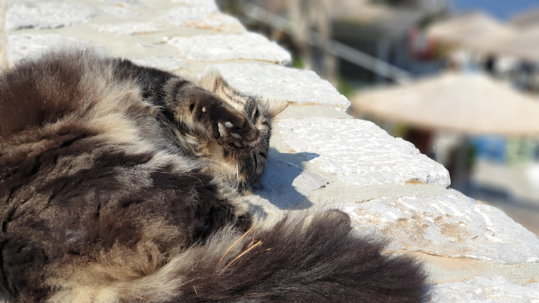 Μία από τις χιλιάδες γάτες που κυκλοφορούν άνετα και ελεύθερα στην Ύδρα!