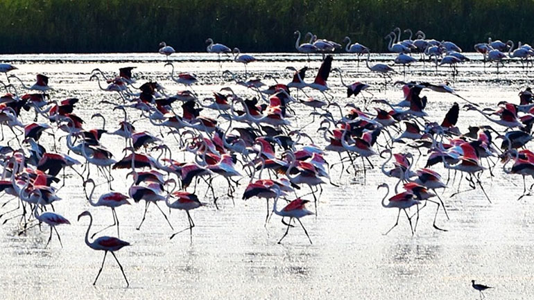 Ο “επίγειος παράδεισος” της λίμνης Βιστωνίδας