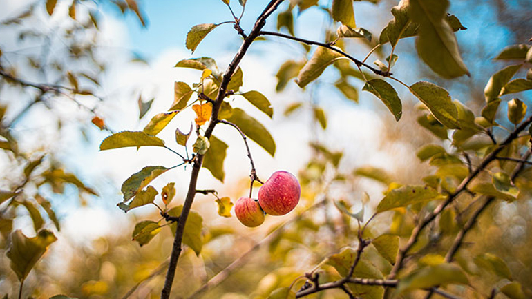 Τα καλύτερα φθινοπωρινά τρόφιμα