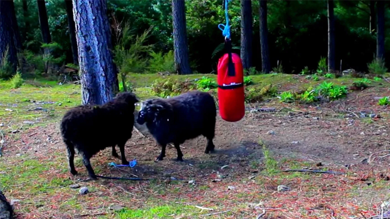 Δύο κριάρια vs σάκος του μποξ