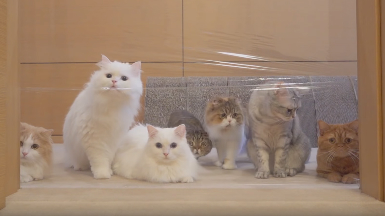 Οι γάτοι και ο αόρατος τοίχος