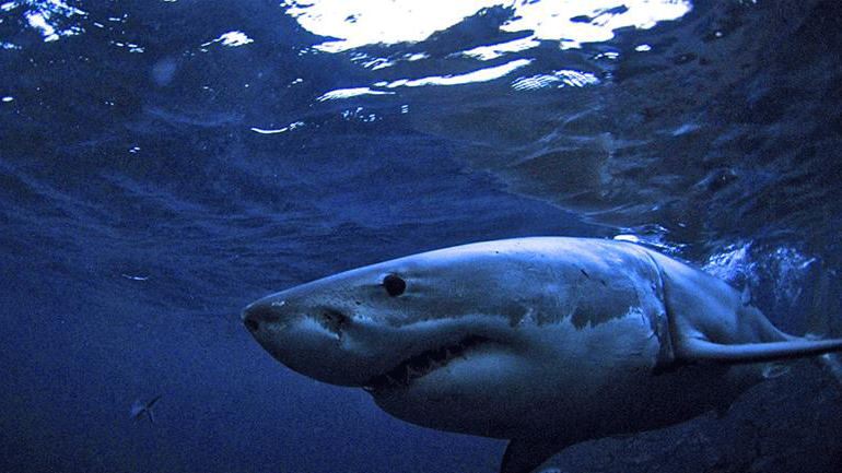 Αυστραλία: Βρετανός τουρίστας έχασε το πόδι του σε επίθεση καρχαρία