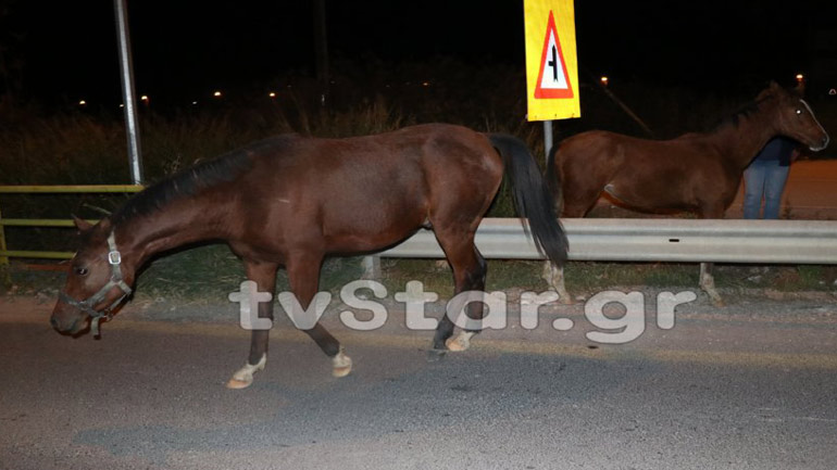 Λαμία: Άλογα «δραπέτευσαν» και προκάλεσαν κυκλοφοριακό πρόβλημα Λαμία: Άλογα «δραπέτευσαν» και προκάλεσαν κυκλοφοριακό πρόβλημα