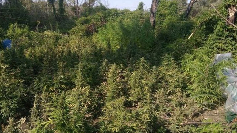 Εντοπίστηκε φυτεία 104 δενδρυλλίων κάνναβης στο Ηράκλειο
