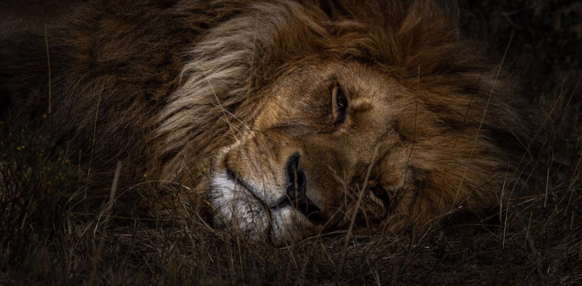 Ο λέων ξεκουράζεται