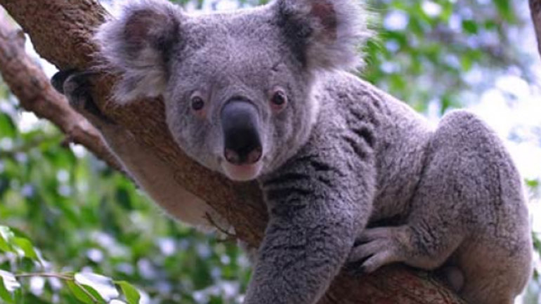 «Εθνική τραγωδία» στην Αυστραλία: Εκατοντάδες κοάλα κάηκαν σε πυρκαγιά