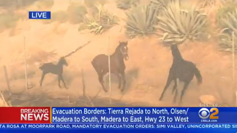 Καταγράφηκε σε βίντεο άλογο που «σώζει» την οικογένειά του εν μέσω της πύρινης λαίλαπας στην Καλιφόρνια