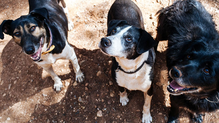 Με ποιους τρόπους μπορείτε να βοηθήσετε τα αδέσποτα;