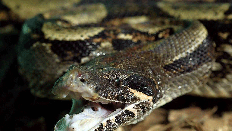 ΗΠΑ: Γυναίκα βρέθηκε νεκρή ανάμεσα σε 140 φίδια με έναν πύθωνα τυλιγμένο στον λαιμό της