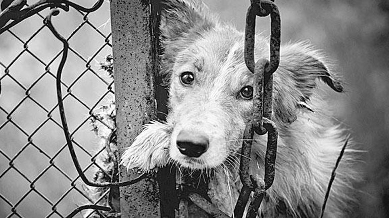 Πολλές οι καταγγελίες, λίγες οι συλλήψεις για την κακοποίηση ζώων στην Ελλάδα
